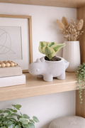 Stegasaurus Planter